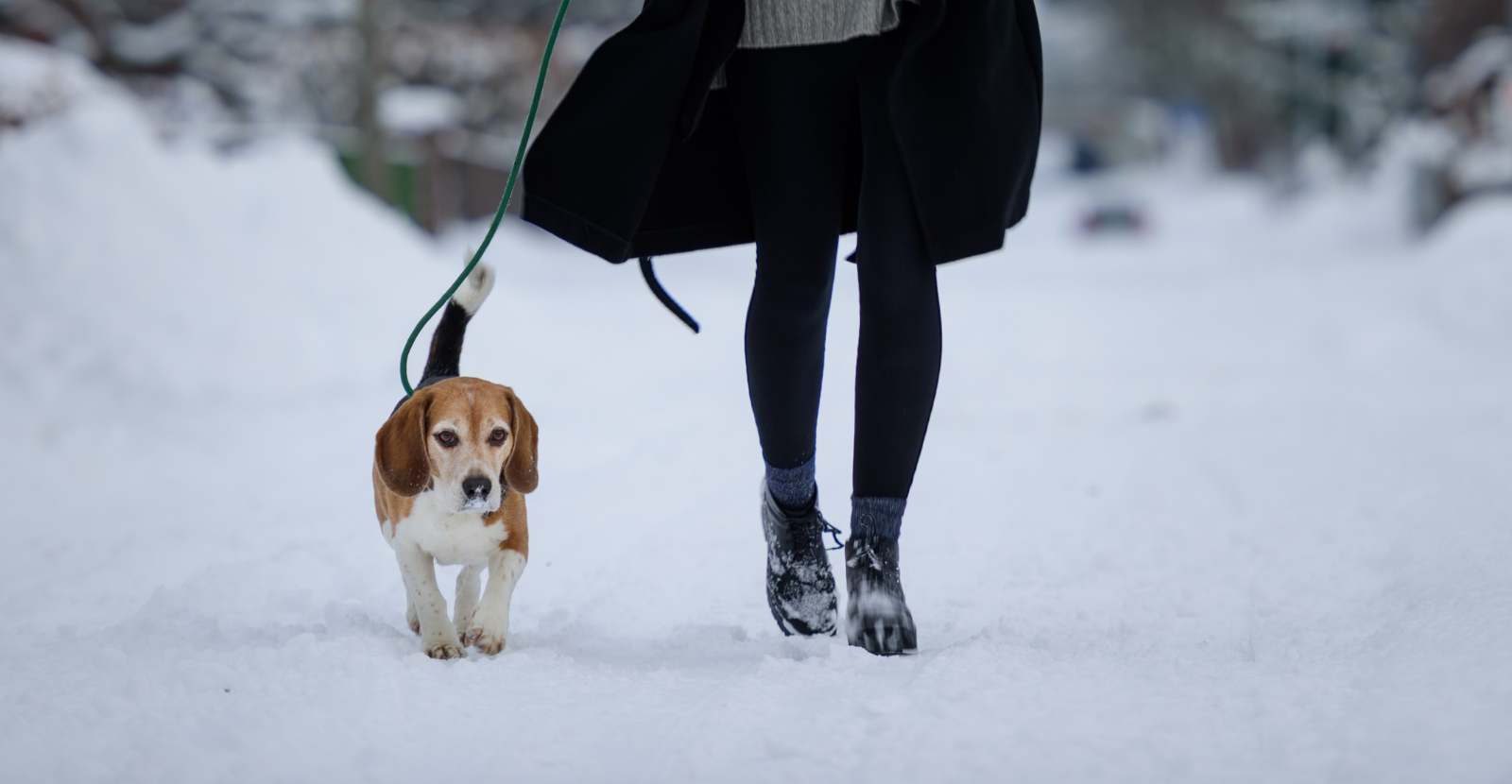 Should You Walk A Dog With Arthritis